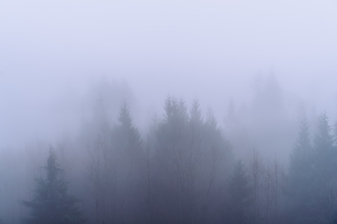 green trees covered with fog