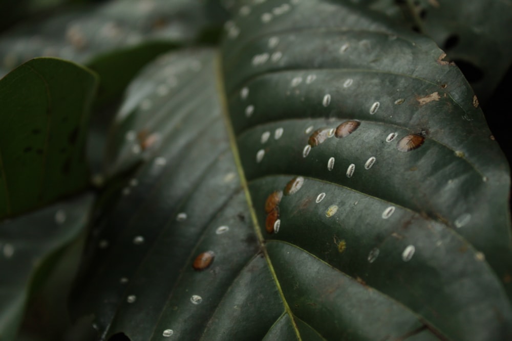 gotículas de água na folha verde