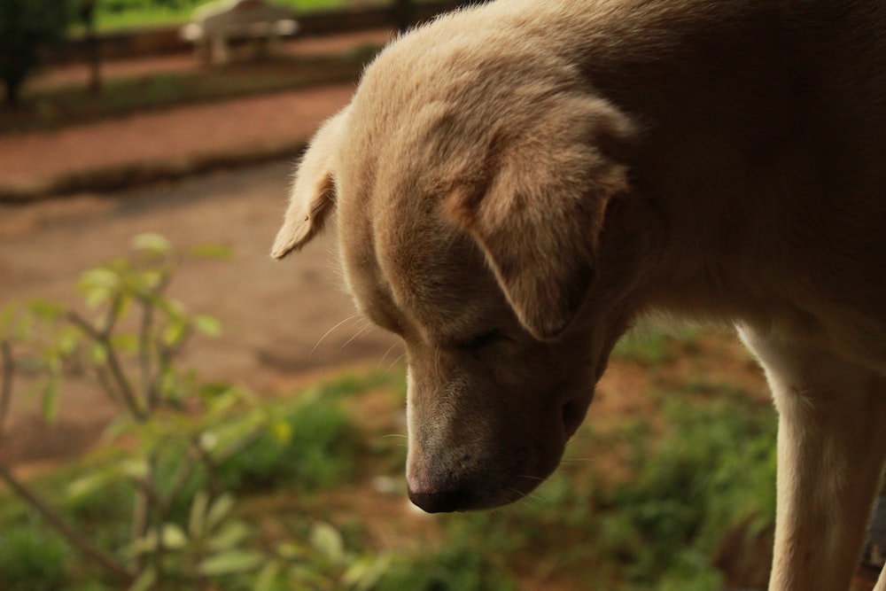 cão marrom de pelagem curta na grama verde durante o dia