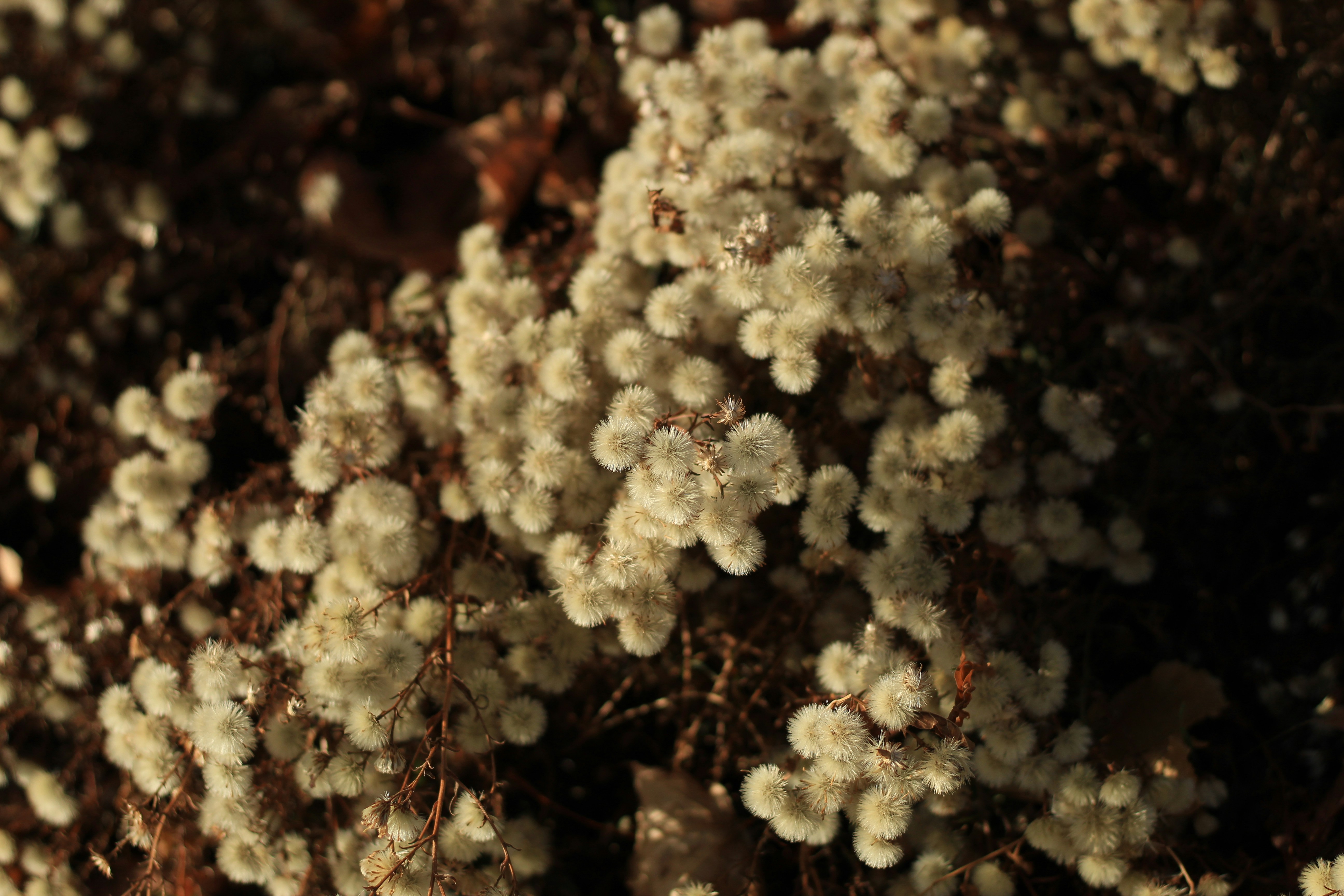 Photo by djburkephotography