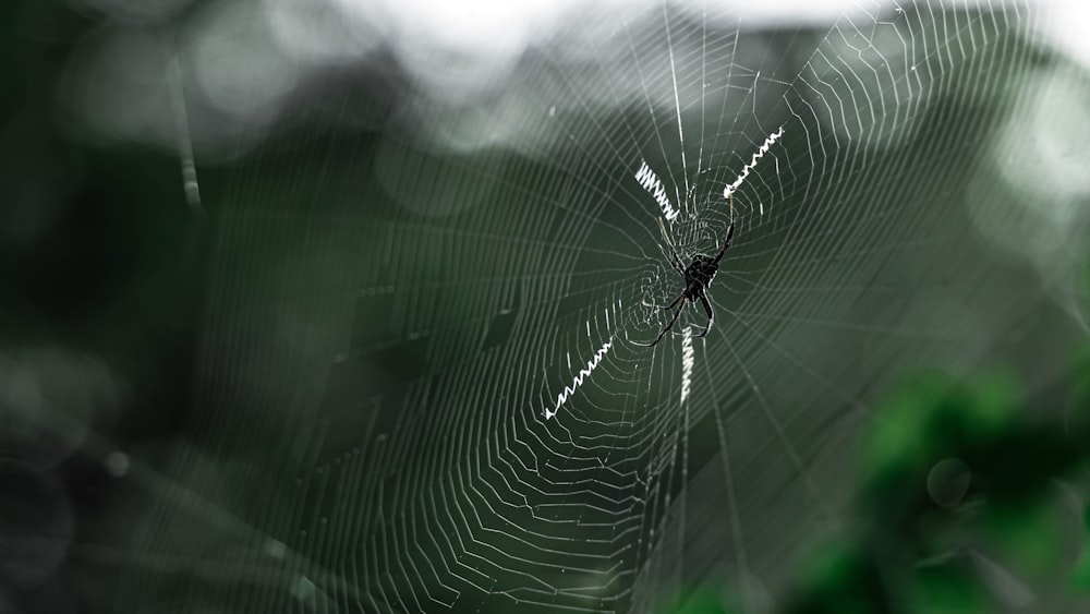 spider web in close up photography