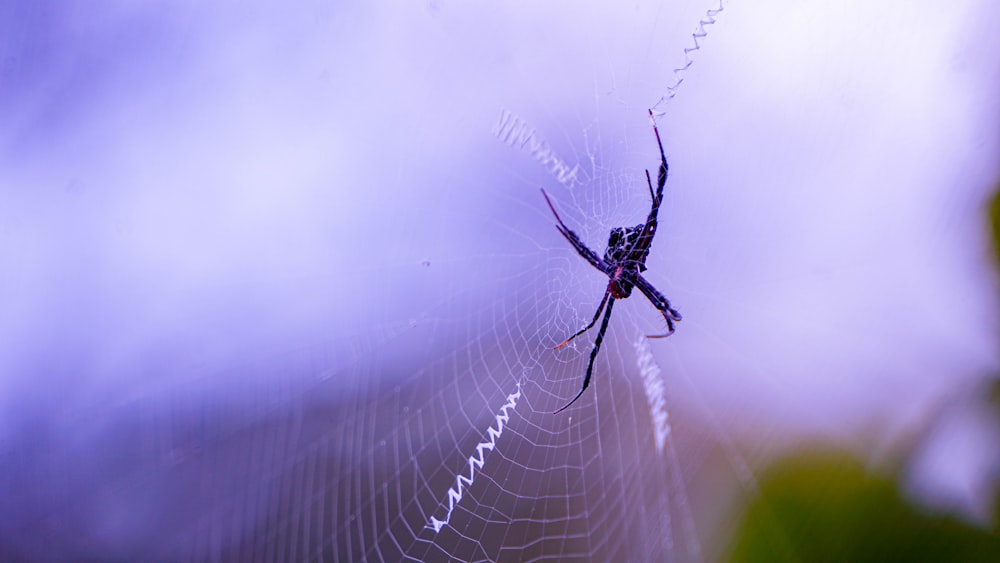 aranha preta na teia na fotografia de perto durante o dia