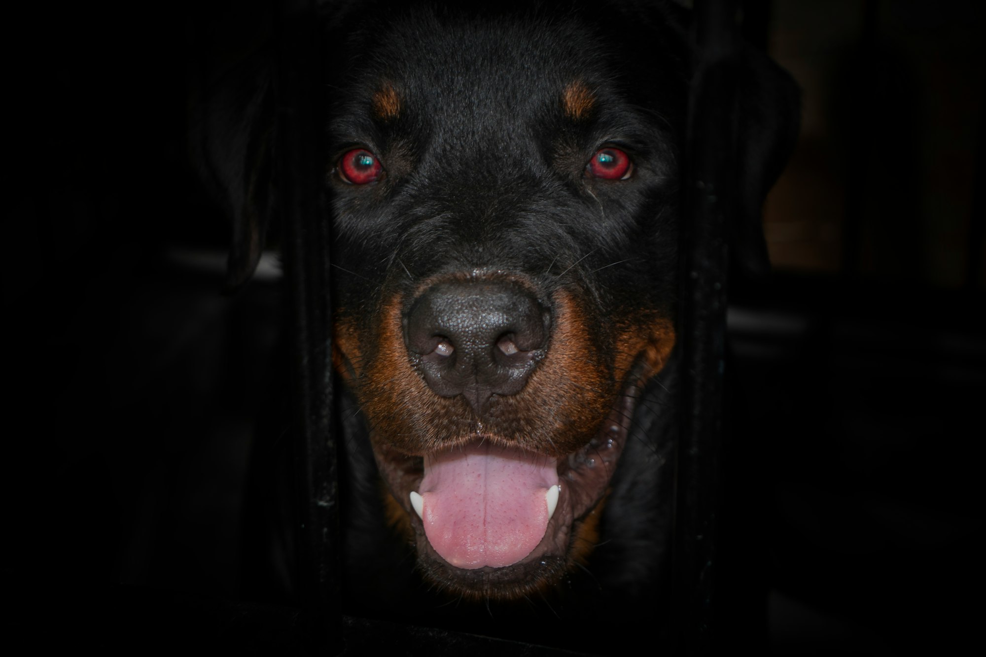 black and brown short coated dog