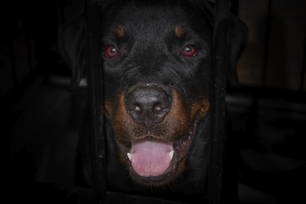 black and brown short coated dog