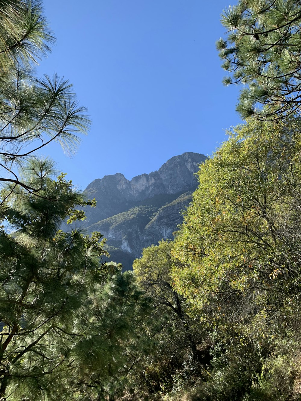 green trees on mountain under blue sky during daytime