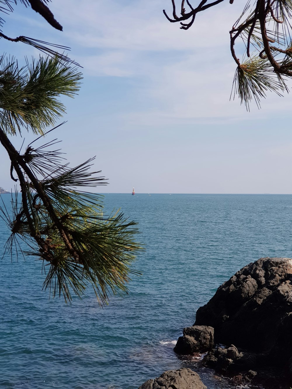 green palm tree on black rock formation near body of water during daytime