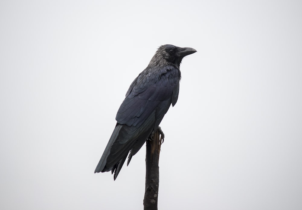 pájaro azul y negro en la rama marrón del árbol