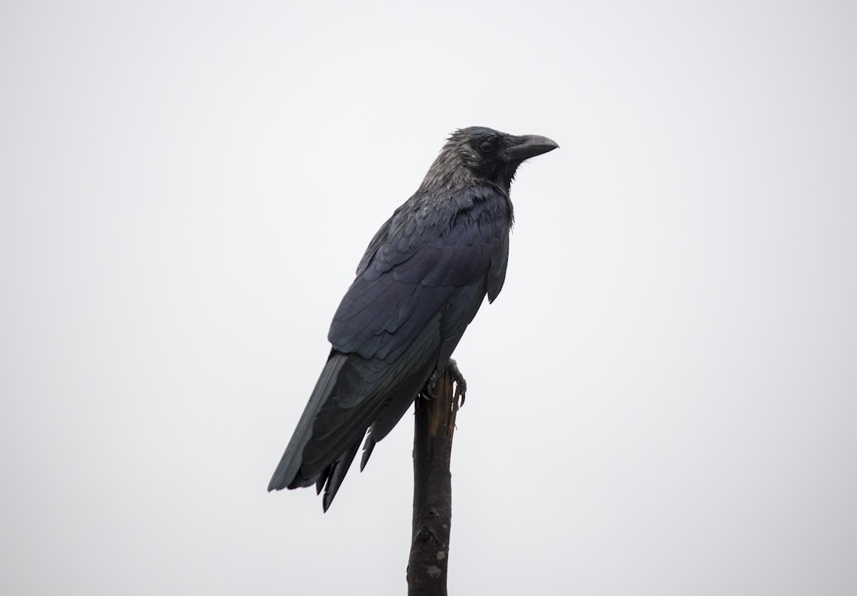 The Crow
