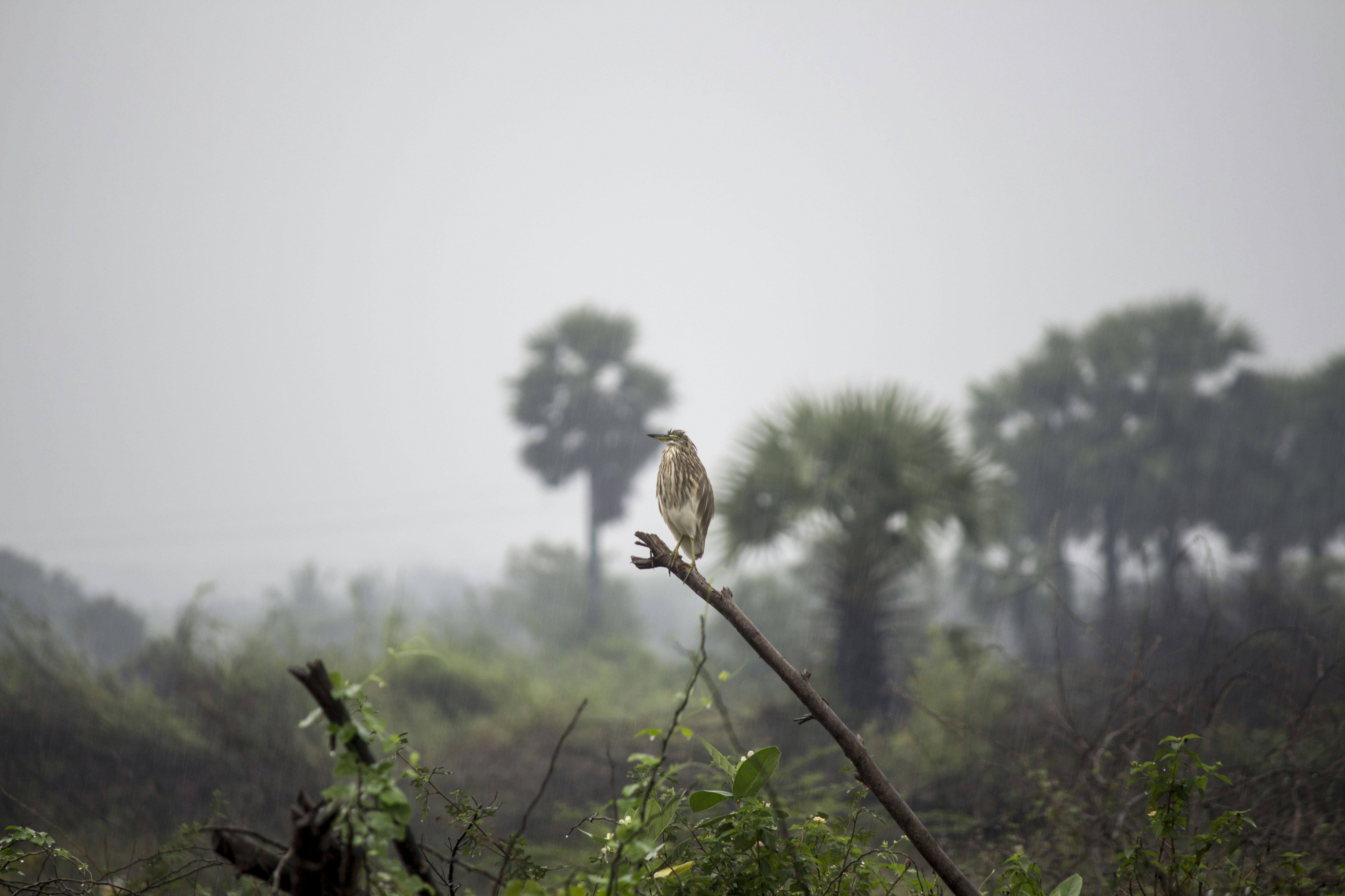 Photo by keerthi1011