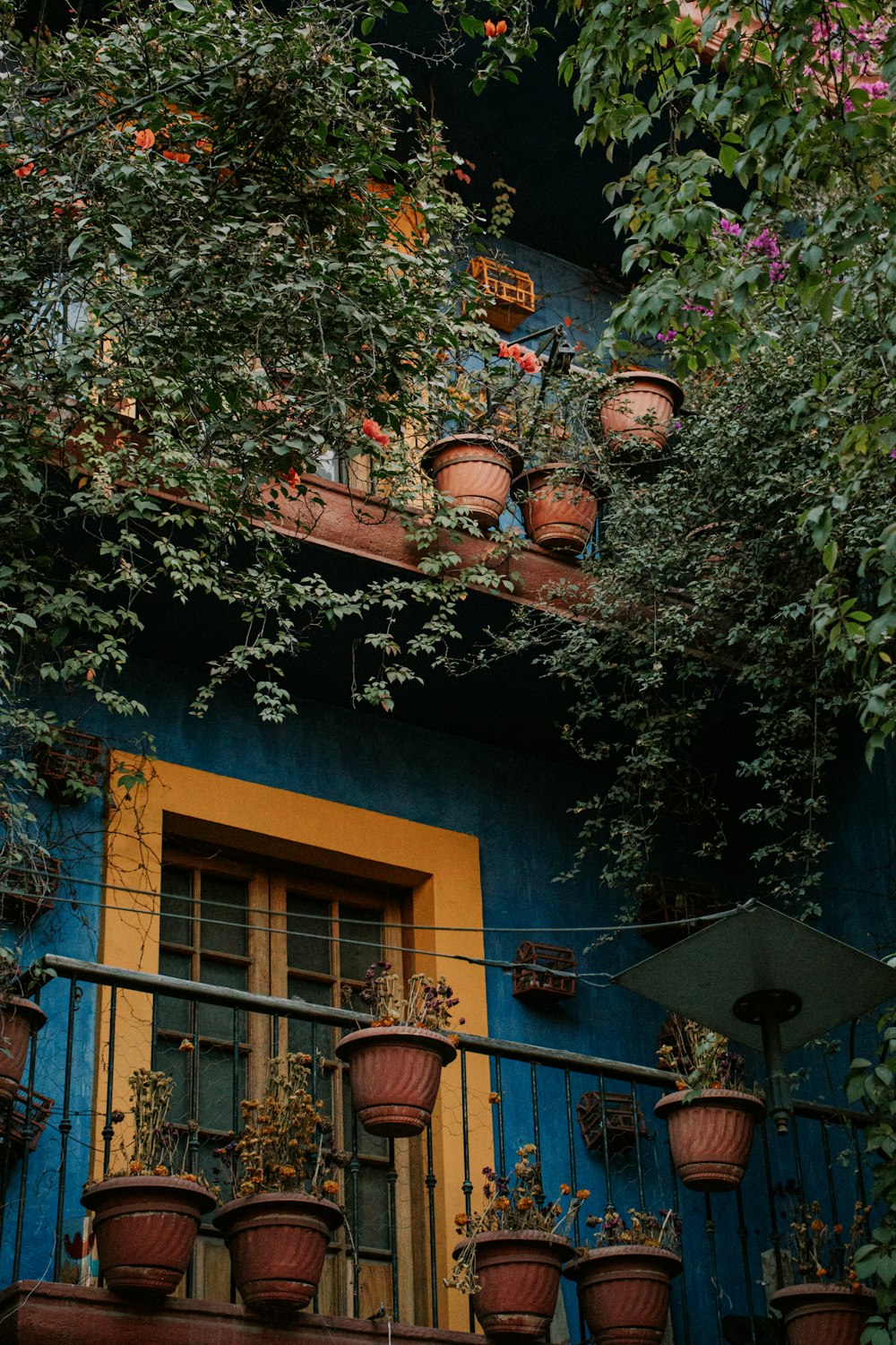 green and brown potted plants on window