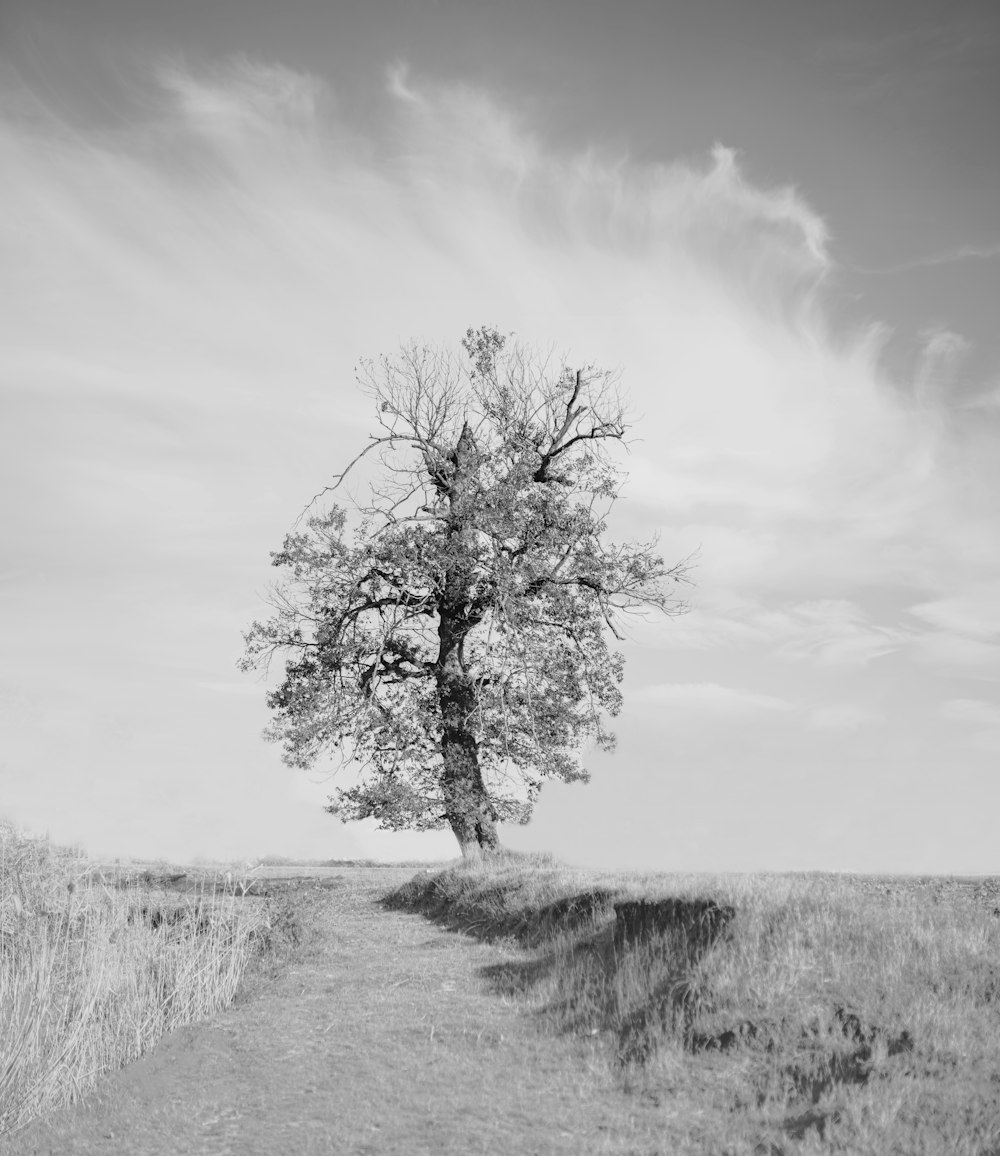 grayscale photo of leafless tree