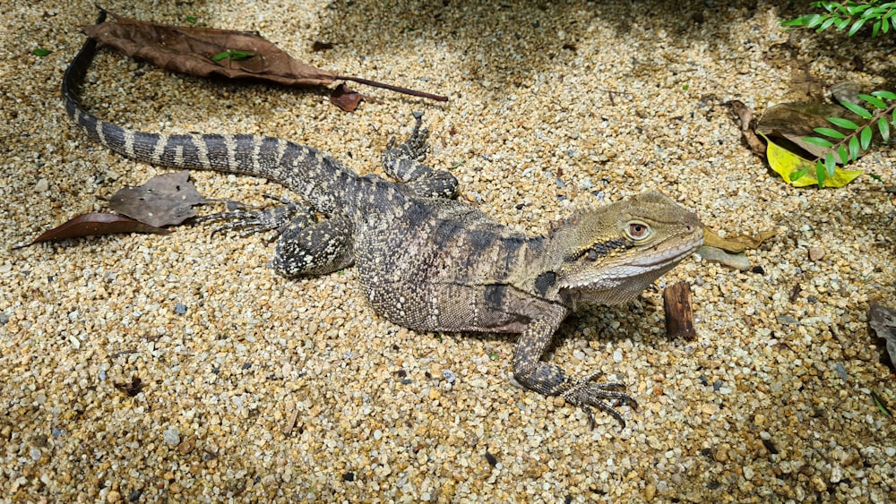 black and brown lizard on brown and black ground