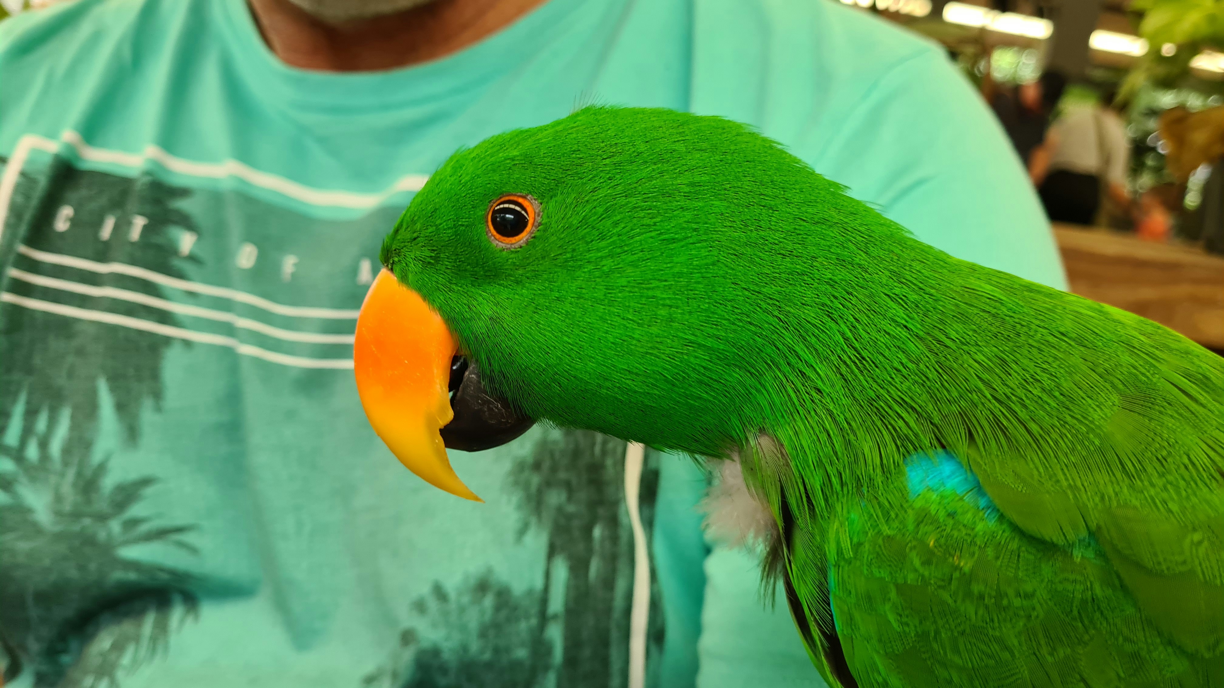 green and yellow bird on white textile