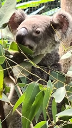 A close-up of a koala nestled in eucalyptus branches, highlighting the fragile beauty of native wildlife.