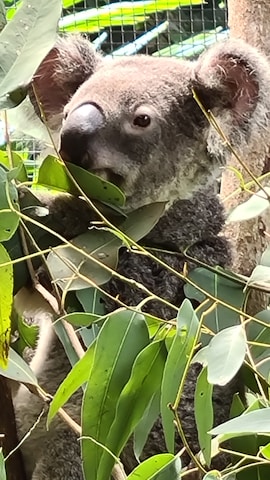 A close-up of a koala nestled in eucalyptus branches, highlighting the fragile beauty of native wildlife.
