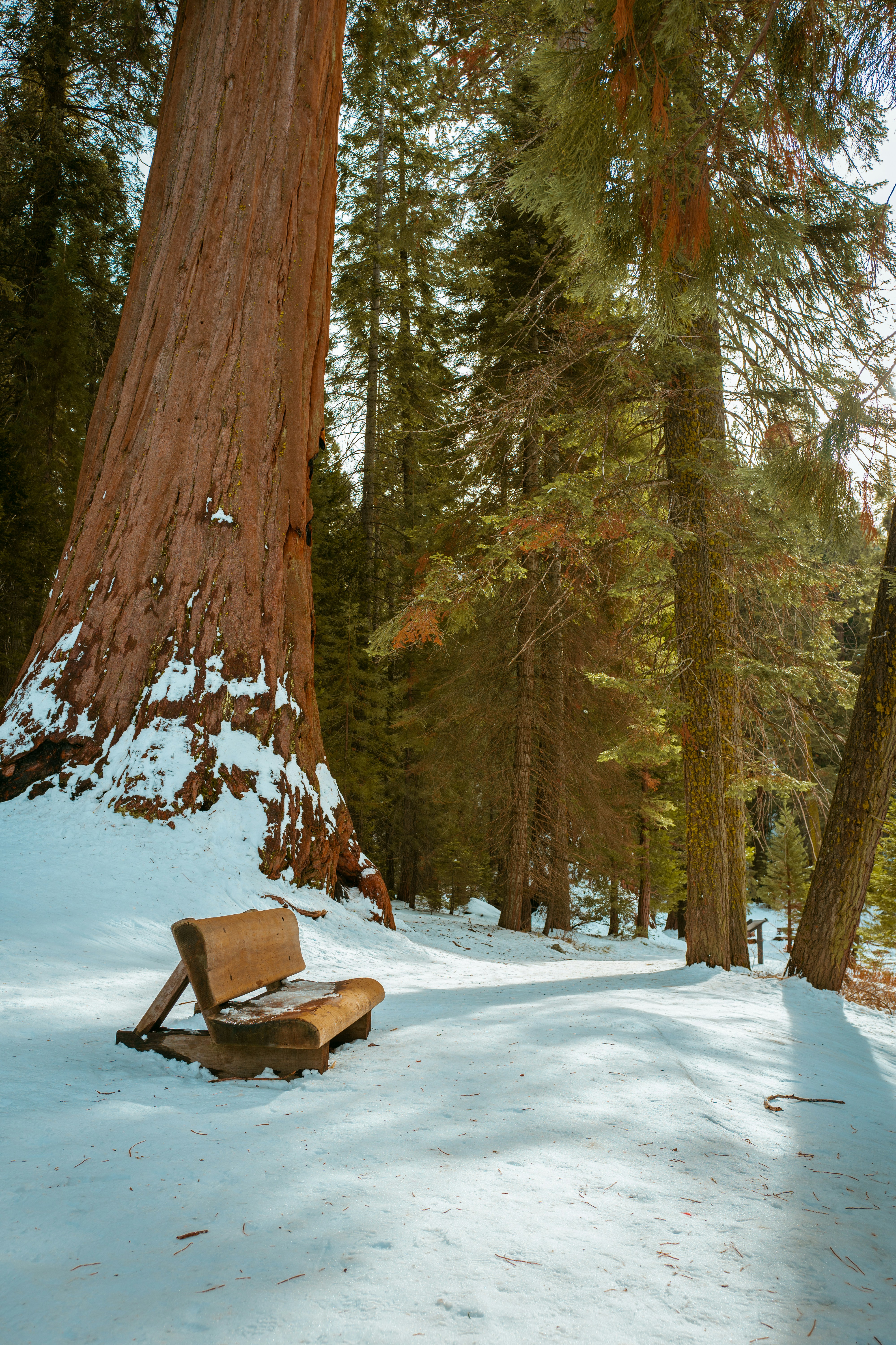 Brown Wooden Bench on Snow Covered Ground near Brown