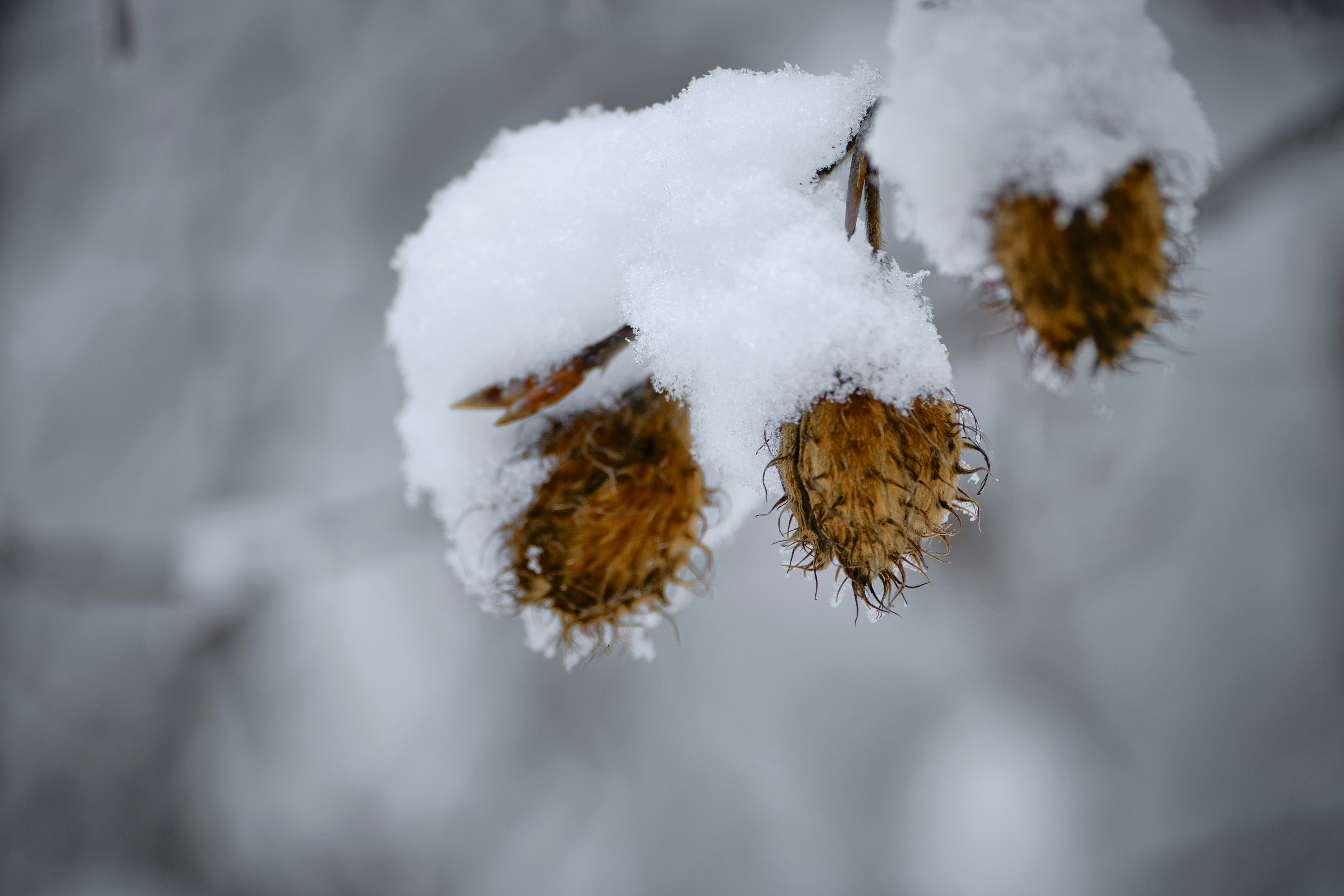 Photo by rolf_schmidbauer