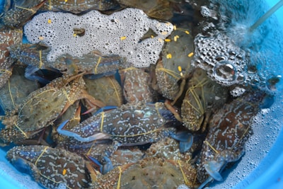 Packaging process of live crabs for export.