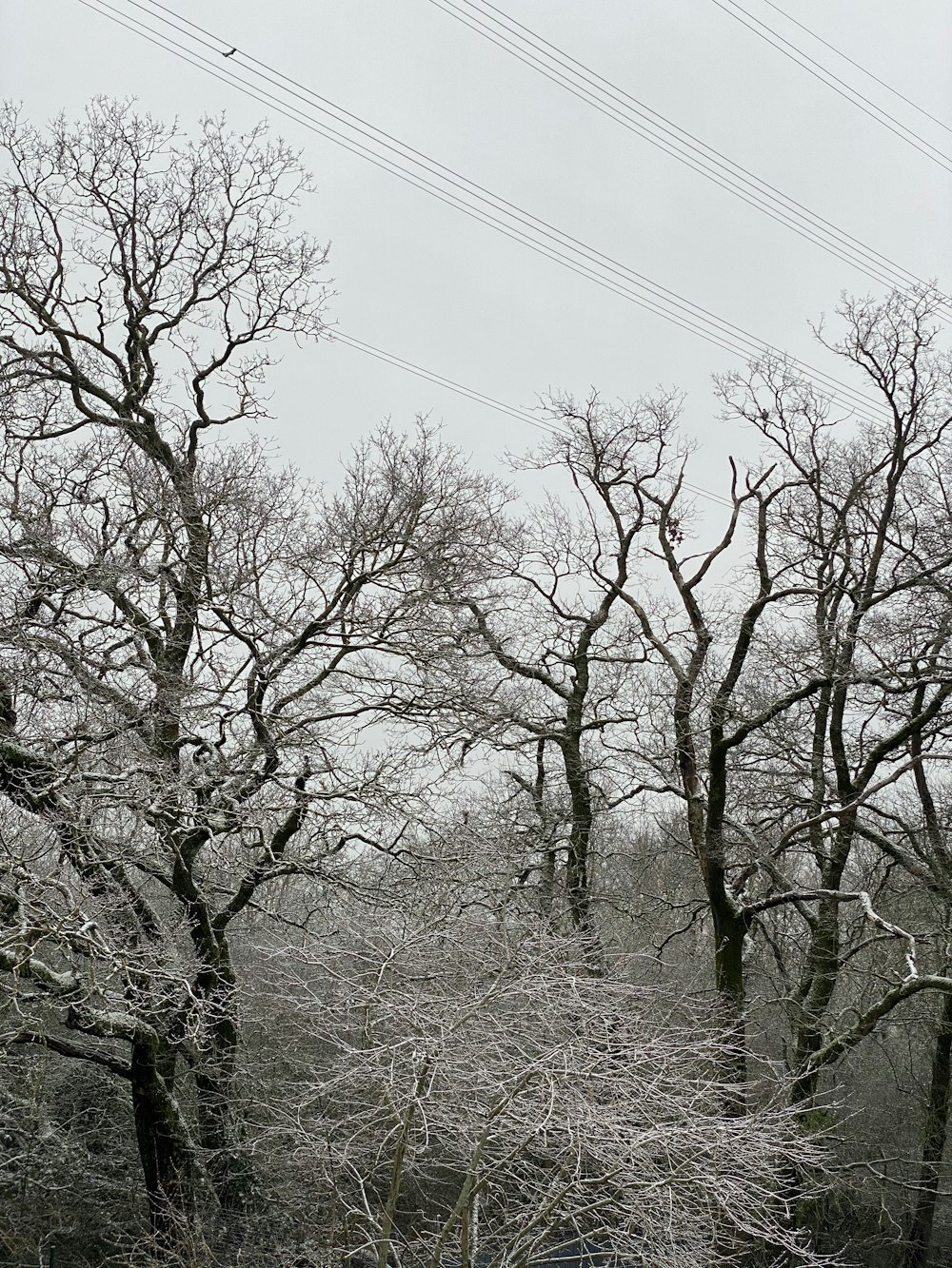 leafless trees under blue sky during daytime