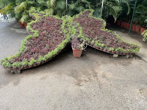 A display of potted plants arranged in the shape of a butterfly on a paved surface. The butterfly is made of various small plants with shades of green and burgundy. Surrounding the arrangement are large potted shrubs, creating a lush, green environment.