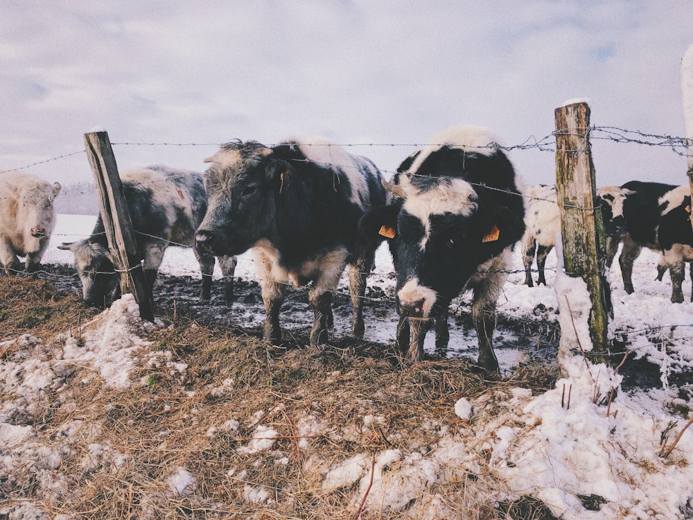 black and white cow on brown field during daytime