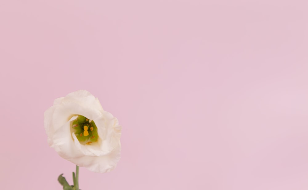 white rose in close up photography