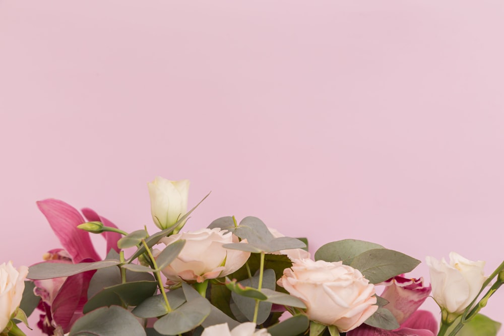 white and pink rose flowers