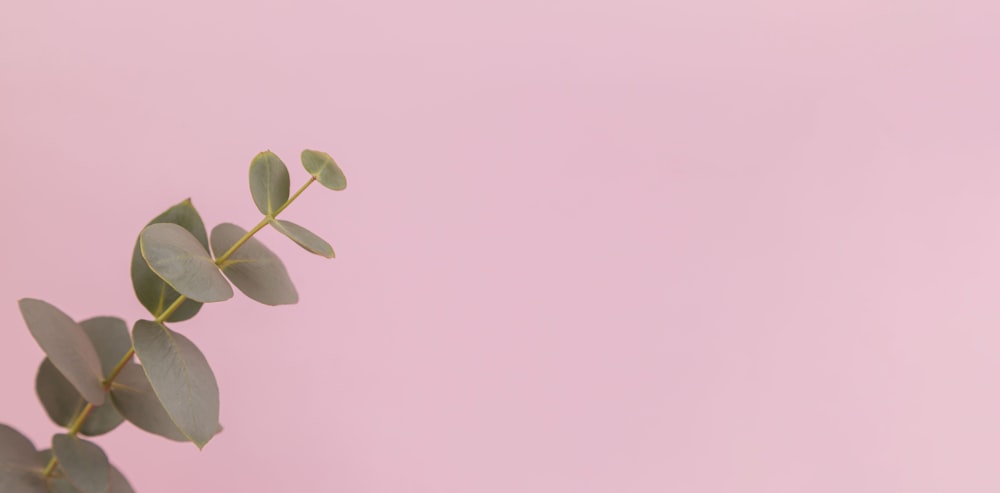 green leaves on white background