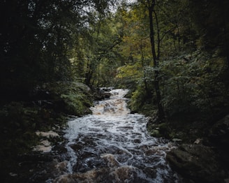 river in the middle of forest during daytime
