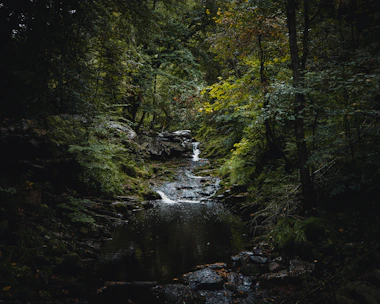 river in the middle of forest