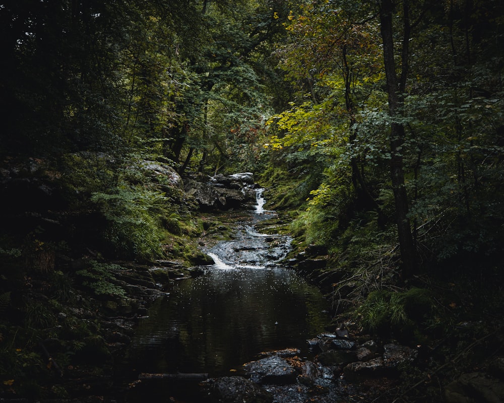 river in the middle of forest