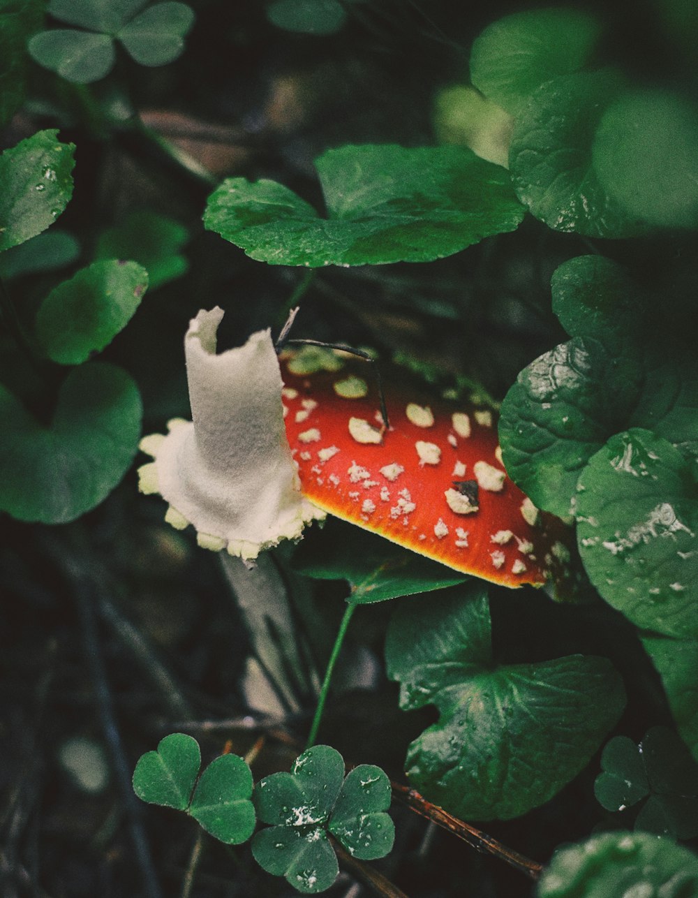 red and white mushroom on green leaves