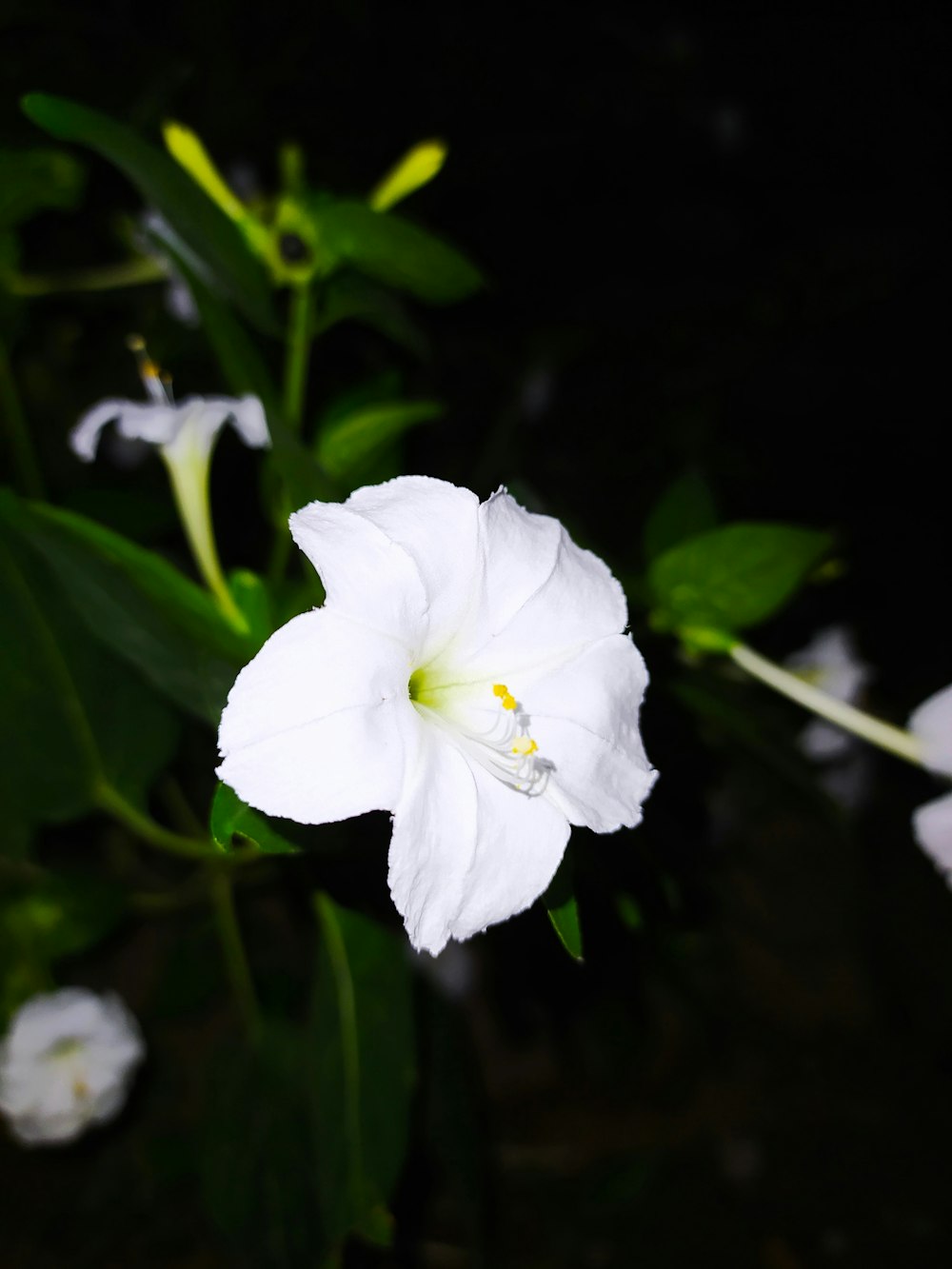 white flower in tilt shift lens