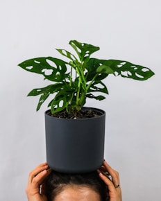 person holding green plant on gray pot