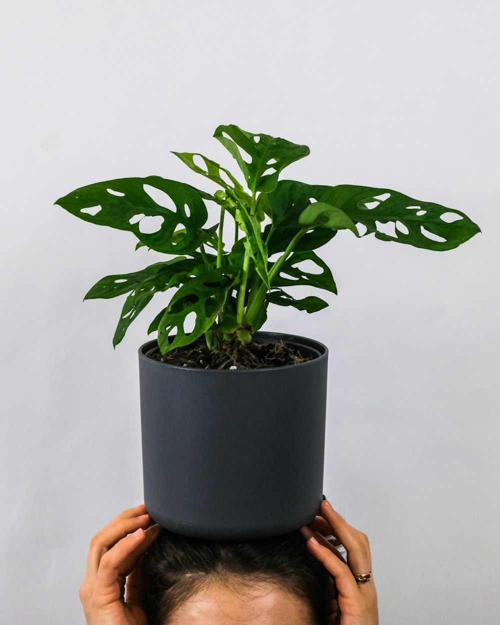 person holding green plant on gray pot