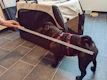 Happy pet owners measuring their dog for a custom outfit at home.