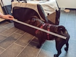 A small black dog wearing a red harness stands next to a large pet carrier with a measuring tape being held by a hand to measure the length of the dog or carrier. The setting appears to be indoors with a tiled floor, and there are some empty pet bowls in the background.