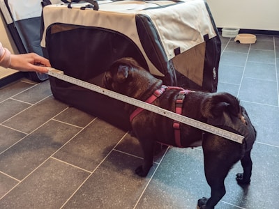 A small black dog wearing a red harness stands next to a large pet carrier with a measuring tape being held by a hand to measure the length of the dog or carrier. The setting appears to be indoors with a tiled floor, and there are some empty pet bowls in the background.