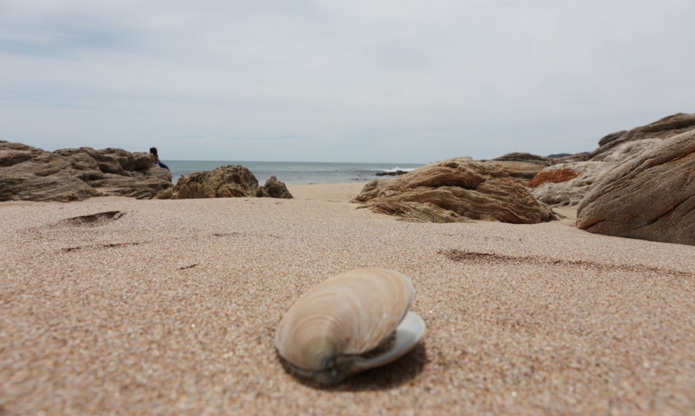 white and brown seashell on brown sand near body of water during daytime