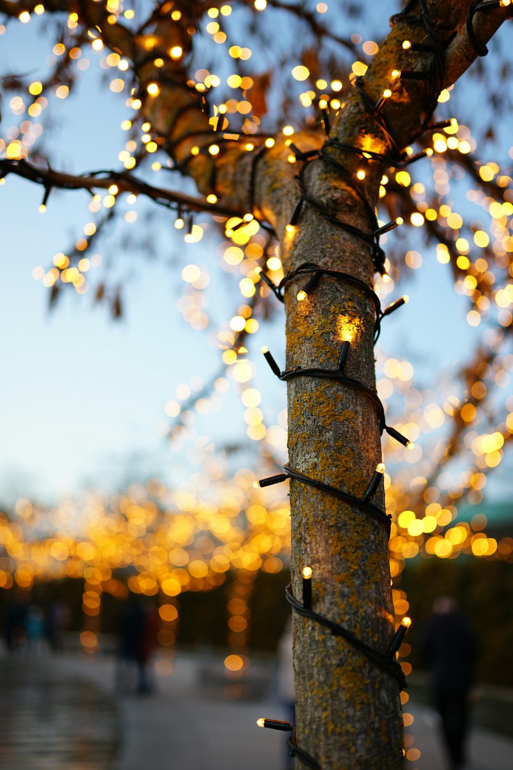 brown tree branch with yellow bokeh lights