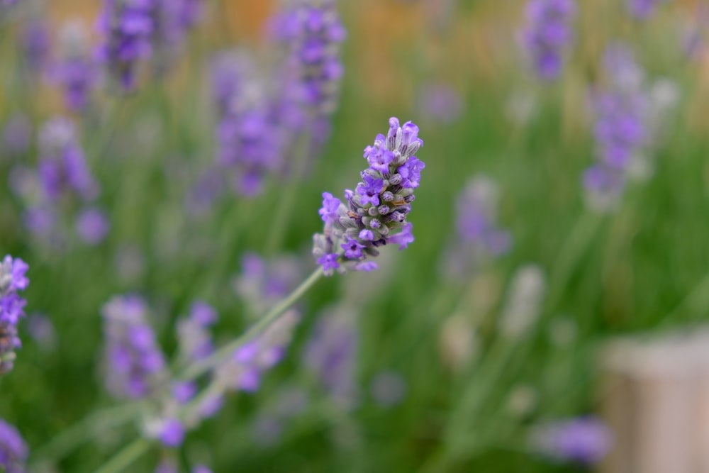 purple flower in tilt shift lens