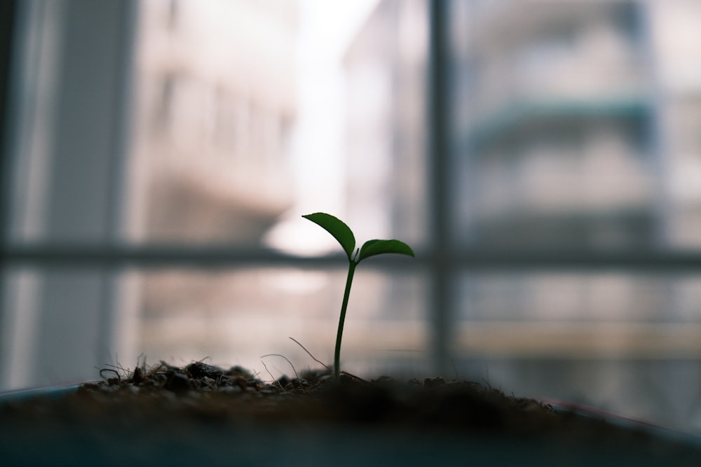 green plant on brown soil