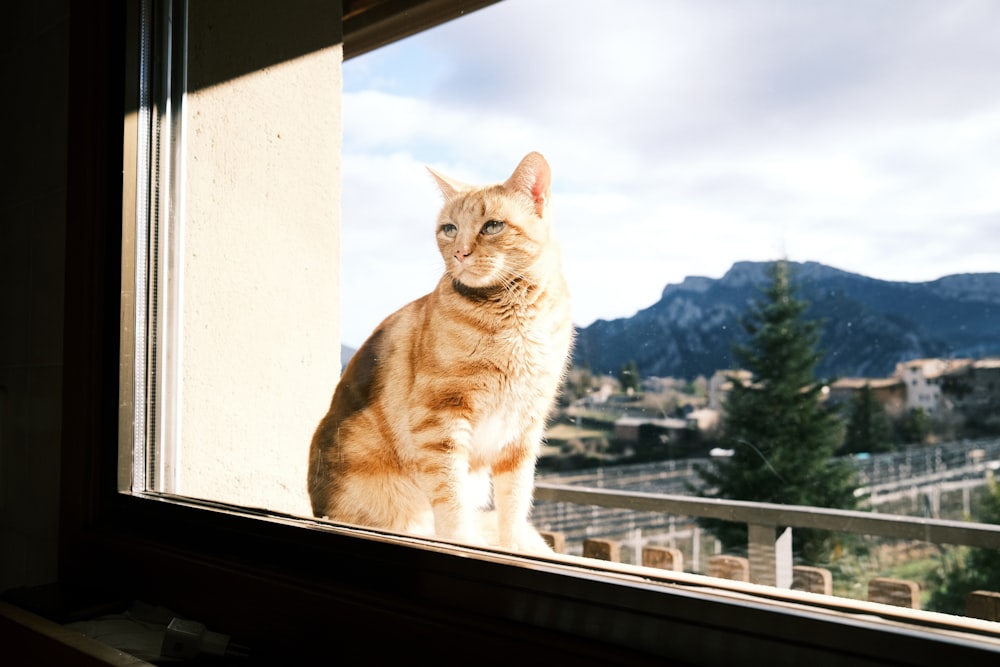 orange tabby cat on window