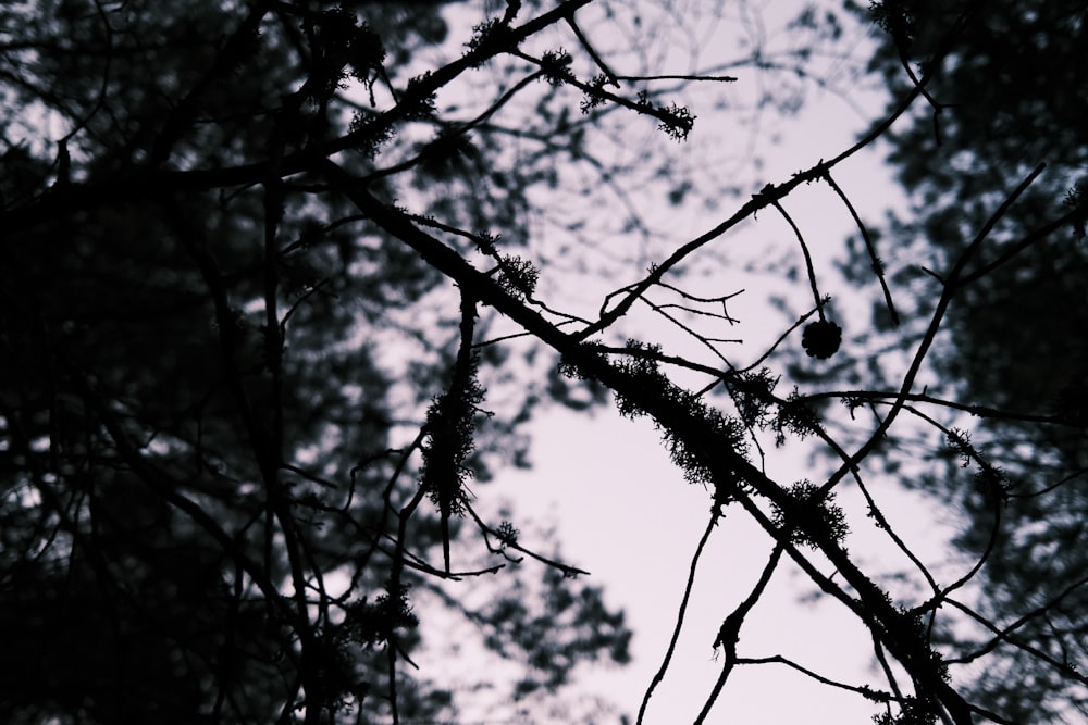 silhouette of tree branch during night time