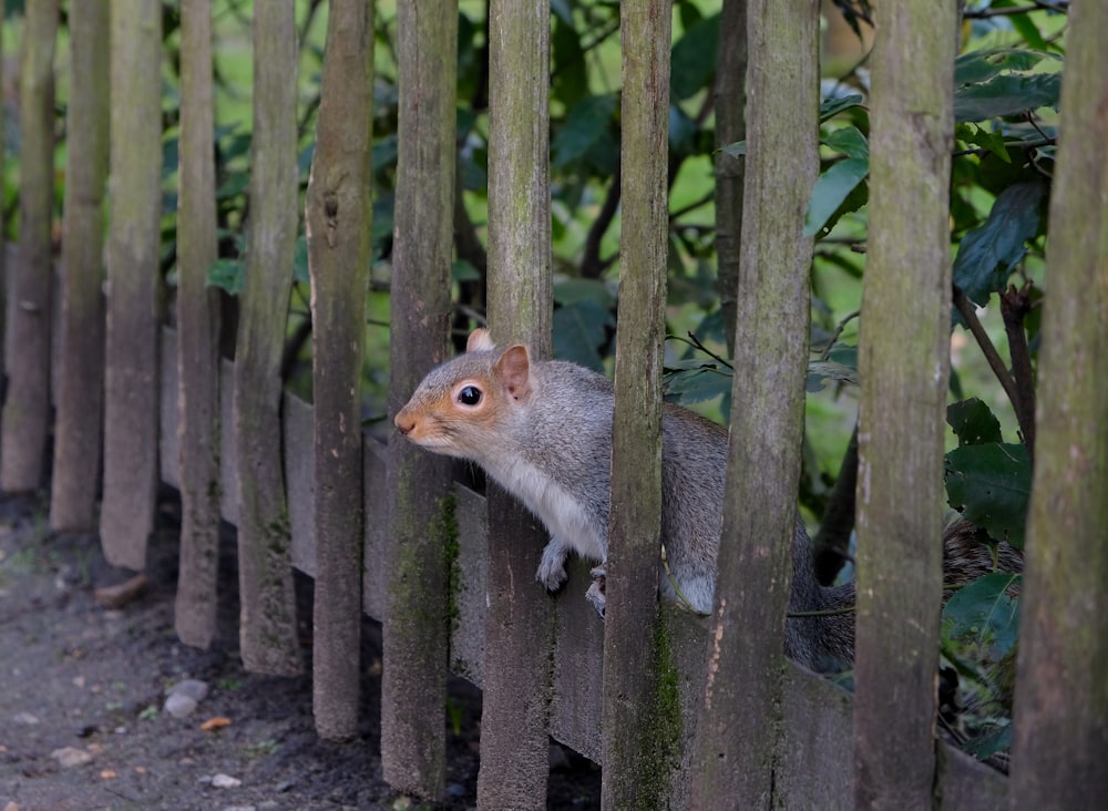 gray squirrel on gray wooden fence