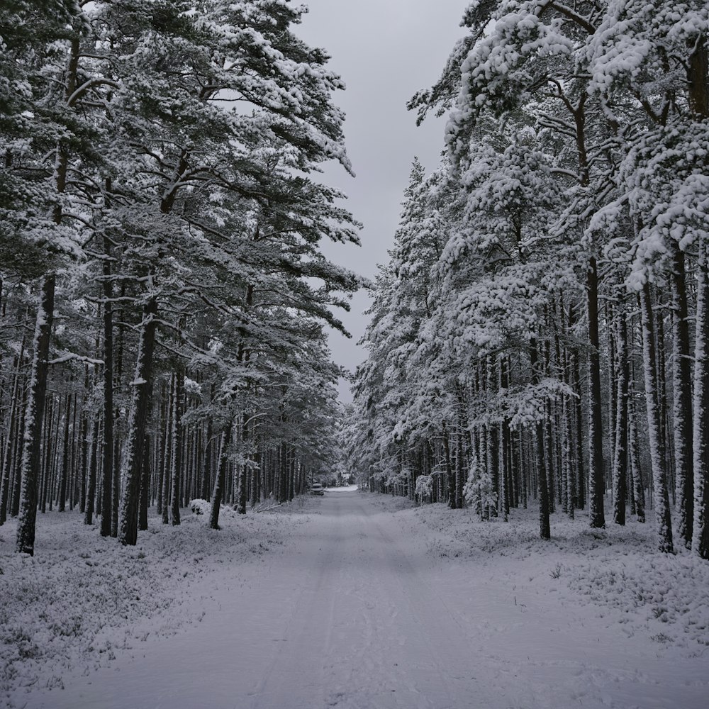 snow covered trees during daytime