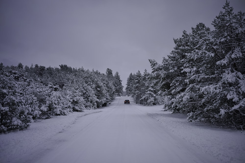 日中の木々の間の雪に覆われた道路