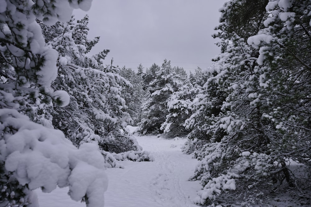 snow covered trees during daytime