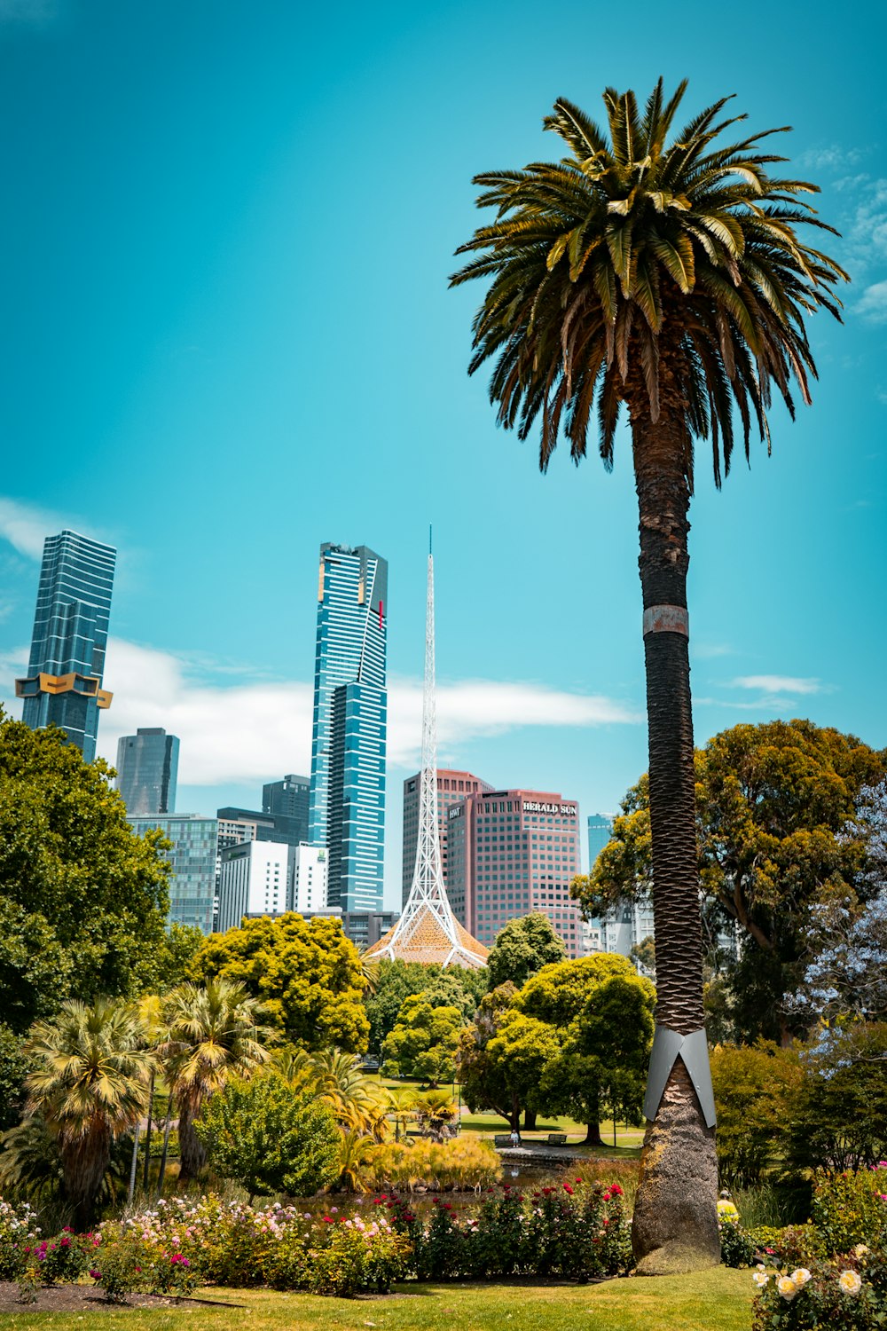 Árboles verdes cerca de edificios de gran altura durante el día