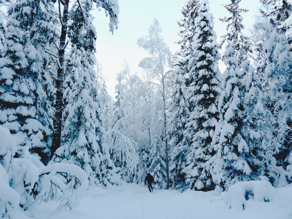 pinos cubiertos de nieve durante el día